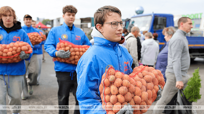 Молодые люди в синих куртках несут большие сетки со свежим картофелем на сельскохозяйственной ярмарке. Снизу видна вотермарка новостного агентства БЕЛТА.