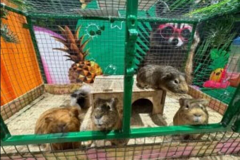 В Орле на выставке не давали пить дикобразу и козлу