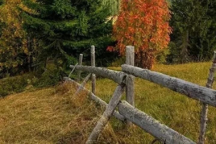 По медведю в день ликвидируют в Абазе