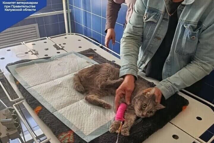 Кондровские ветврачи помогли возрастной кошке с непростым диагнозом
