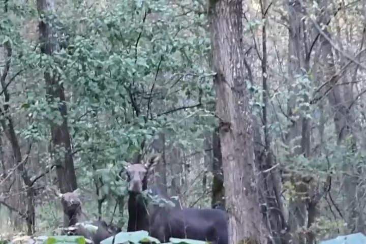 Drozdenko shared a video with elk and reminded about the rules of behavior when meeting them