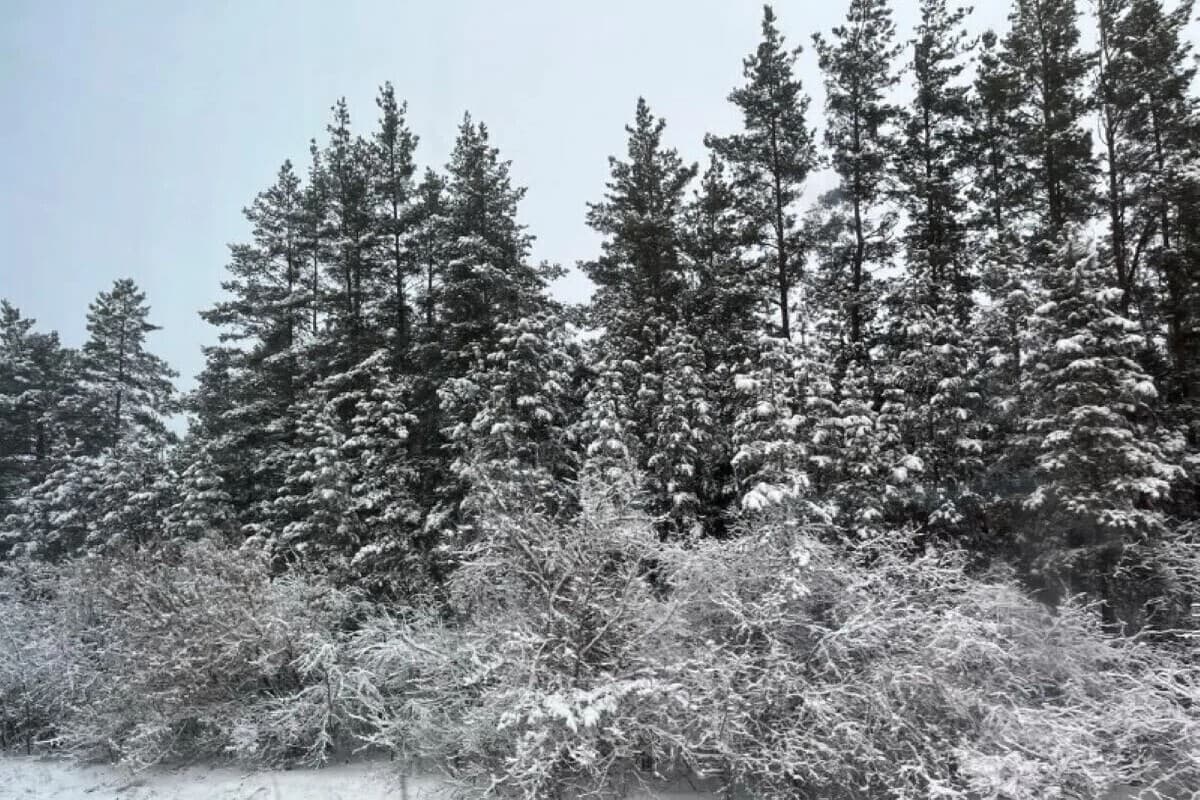 The first snow in Orenburg: what awaits the region in the new week