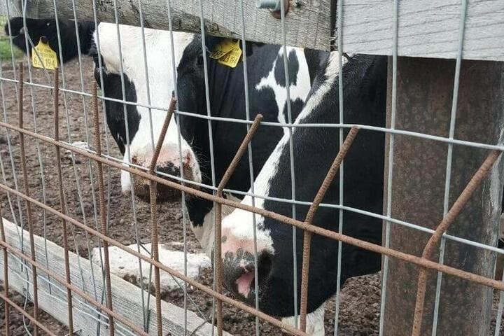 Khakass veterinarians became tougher due to seasonal transportation of livestock