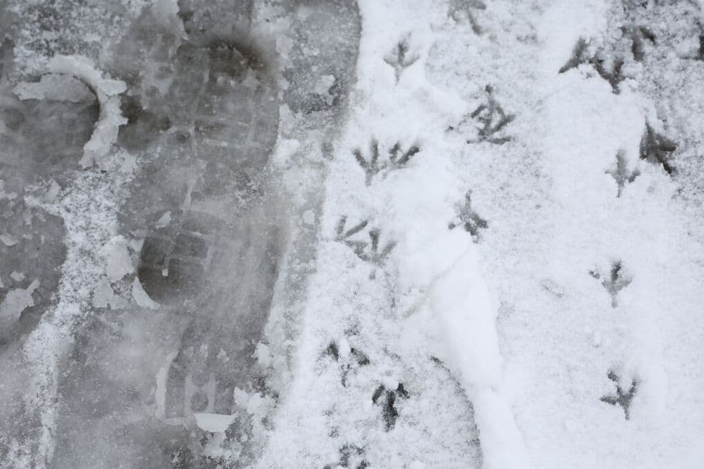 On Monday, the Chelyabinsk region is waiting for cold and ice