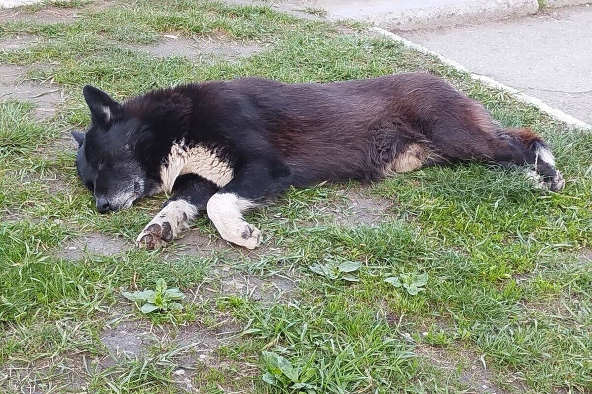 Residents of Abakan complained to Konovalov about the lack of catching stray dogs