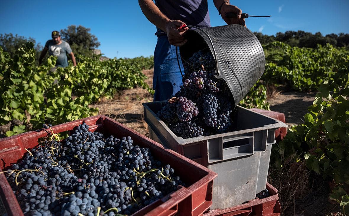 Cheese and wine production in Europe hit by drought