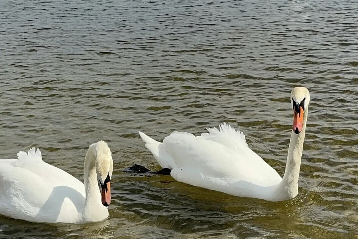 Rescuers removed from the silt two injured swans