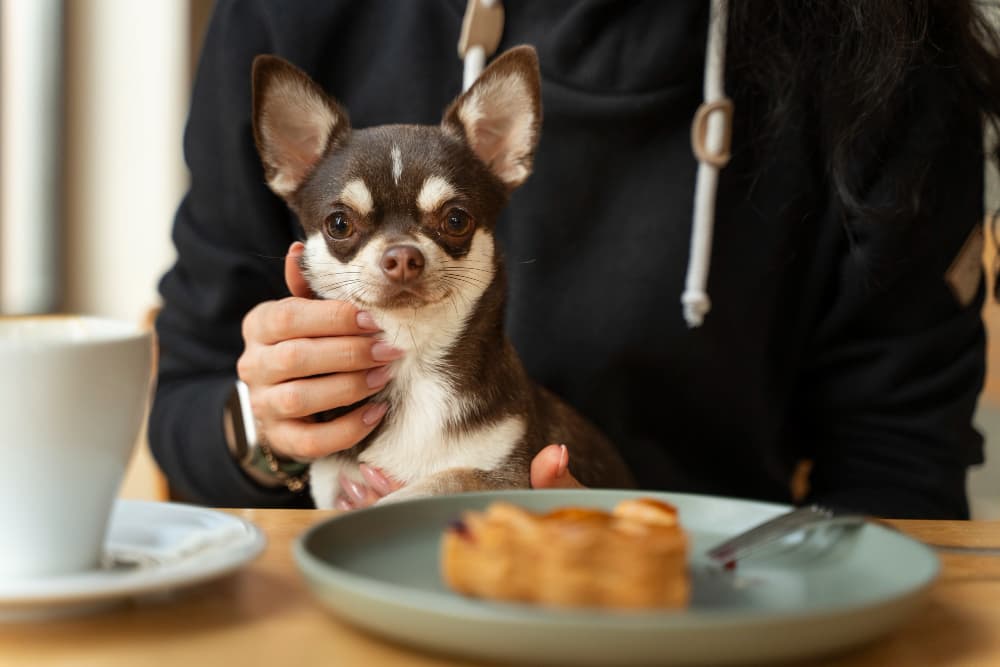 Rest in pet-friendly format. Is it possible in sanatoriums of Belarus