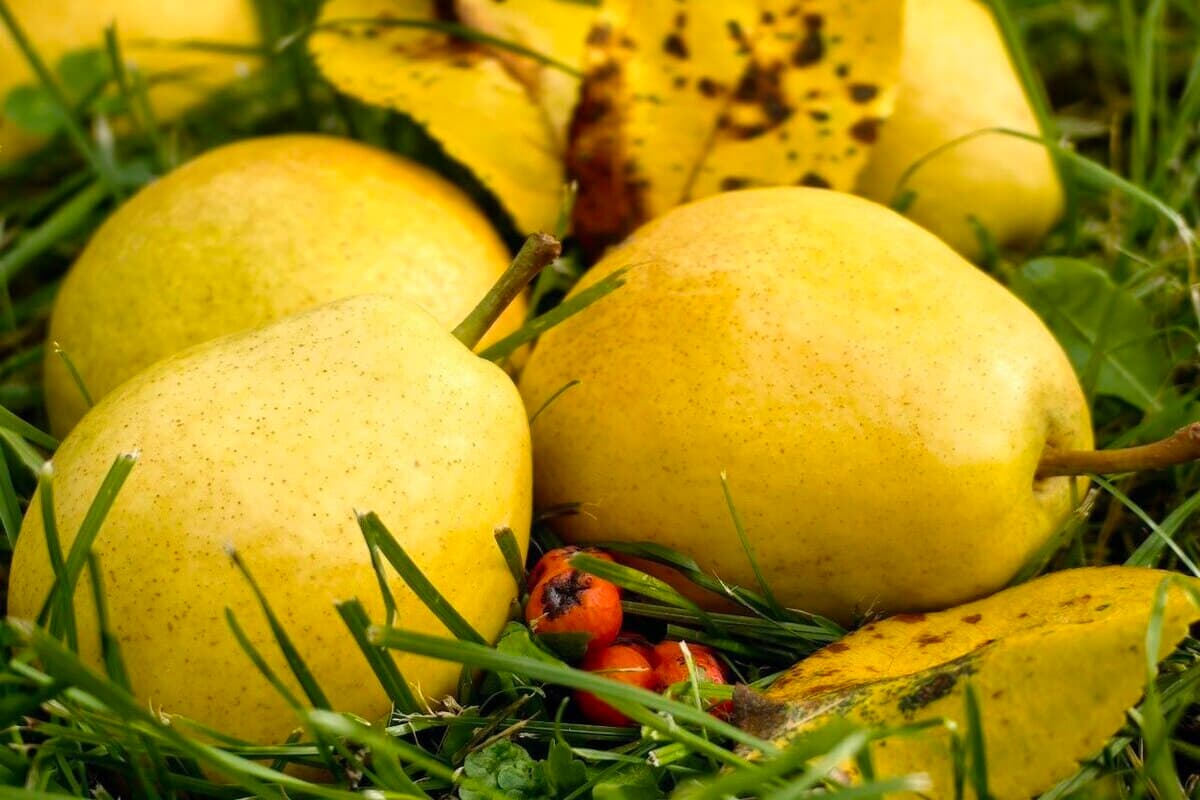 Thousands of tons of apples and pears poured into the Kaliningrad region from abroad
