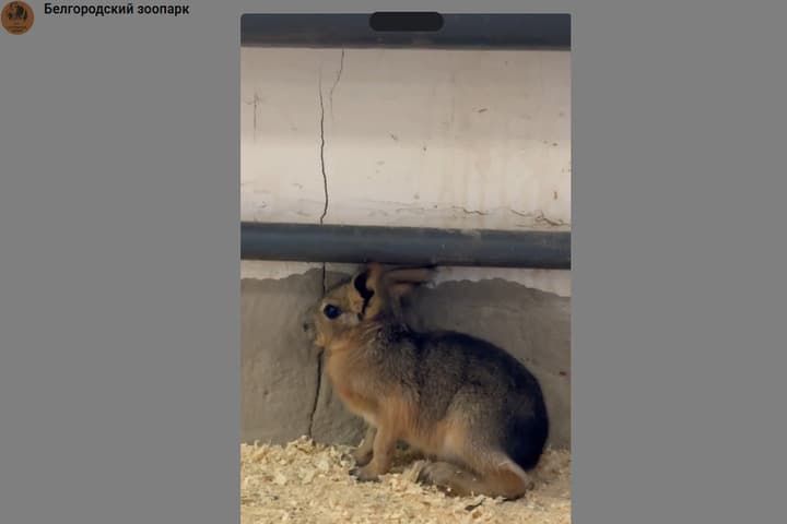 Patagonian mars from the Belgorod zoo was born a baby