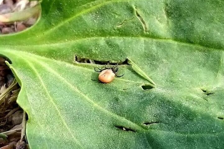 Since the beginning of the year, ticks have bitten almost five thousand Kaliningrad residents