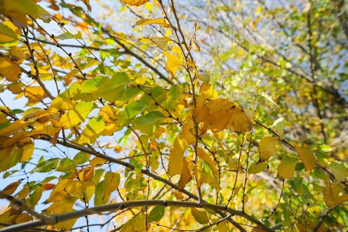 Prognostiker versprachen Wolgograd warmes Herbstwetter am Mittwoch, den 7. Oktober