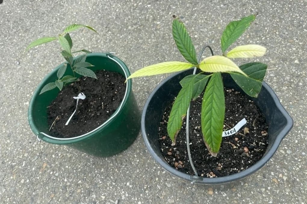 In the Arboretum of Sochi will appear new seedlings of Himalayan oak