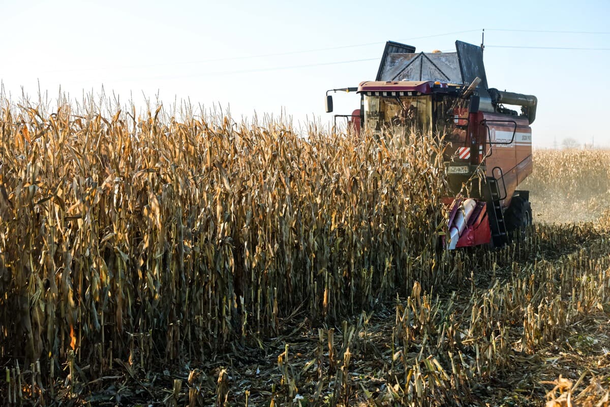 The pace of harvesting corn for grain in the Minsk region is twice as high as last year – more than 100 thousand tons were threshed