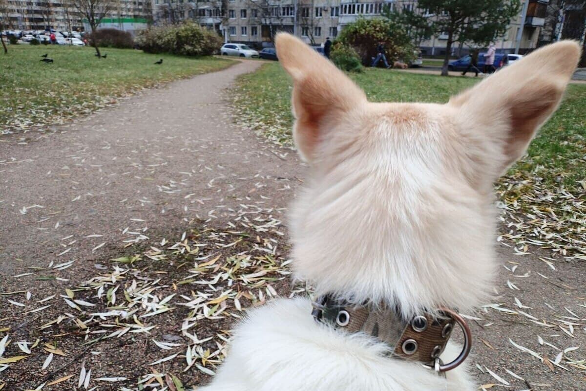 True unlucky dog kidnapper caught thanks to his phone