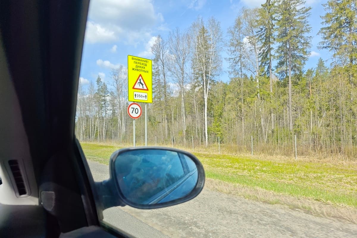 On Vologda roads, accidents with wild animals have become more frequent