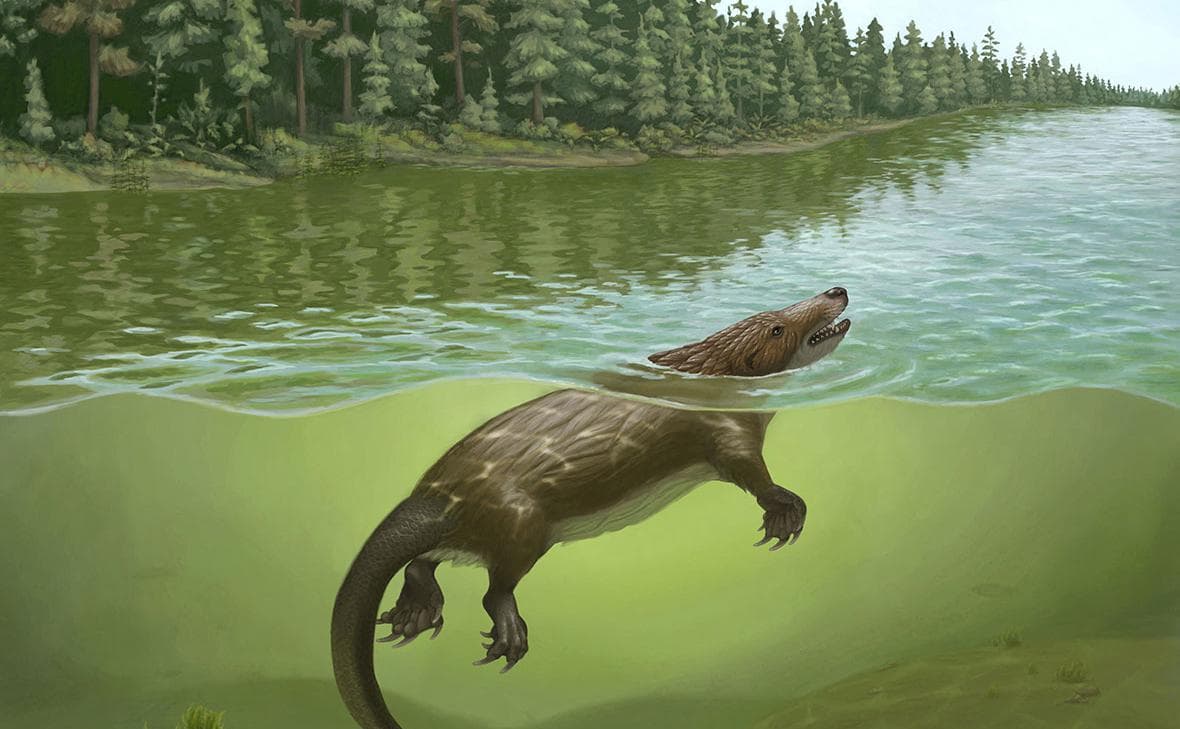 Scientists have discovered an ancient hybrid of platypus, beaver and otter. What he looked like
