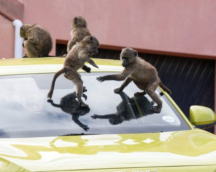 ‘It’s hard to sell a house when it’s covered in baboon faeces’: Cape Town divided over plan to remove its monkeys