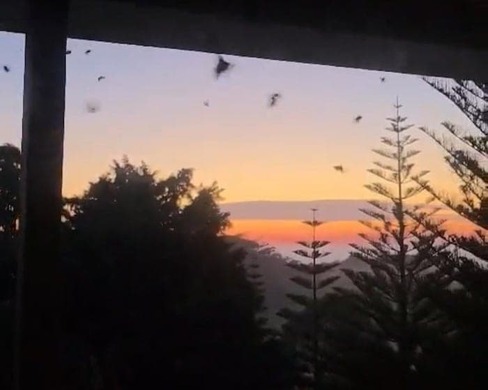 ‘Thrilled’: huge swarms of bogong moths surprise NSW residents and may point to species’ recovery