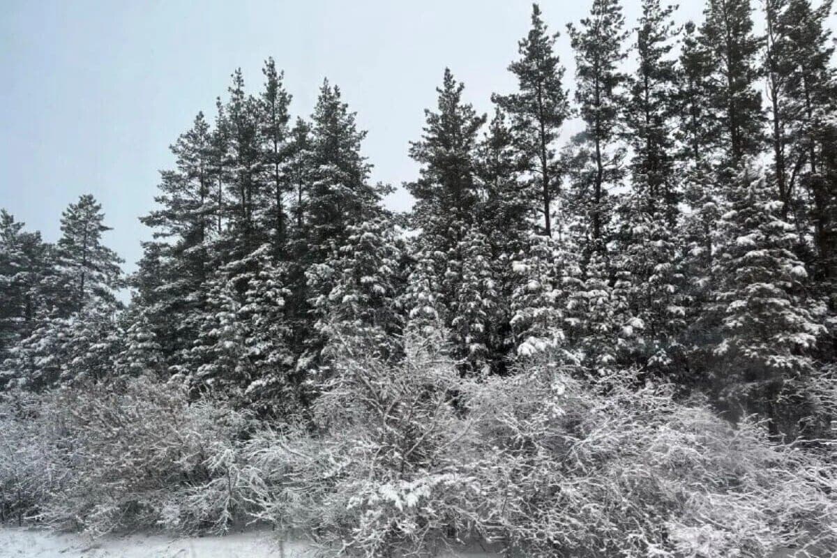 The first snow in Orenburg: what awaits the region in the new week