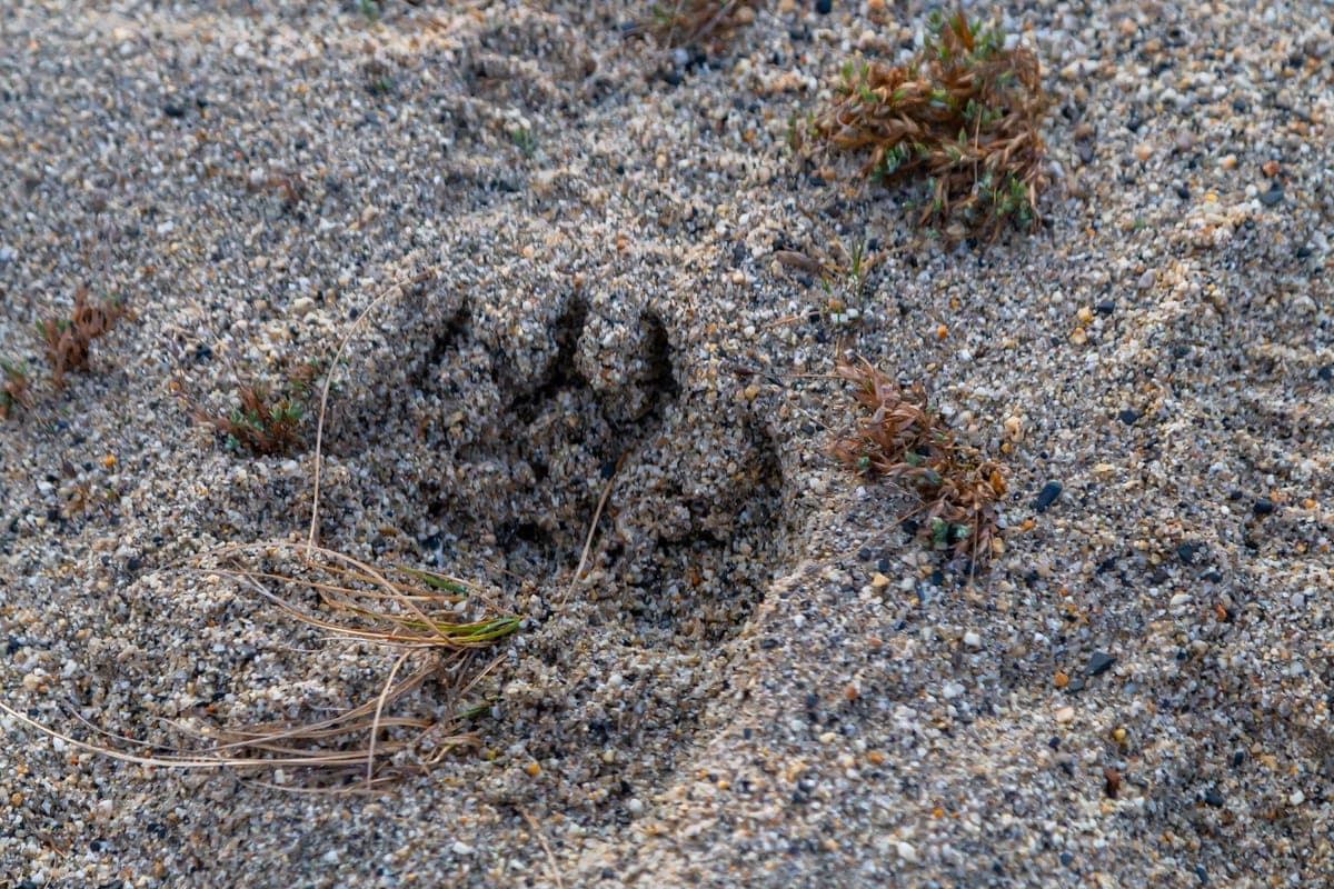 The bear was eliminated near the dachas on Sakhalin