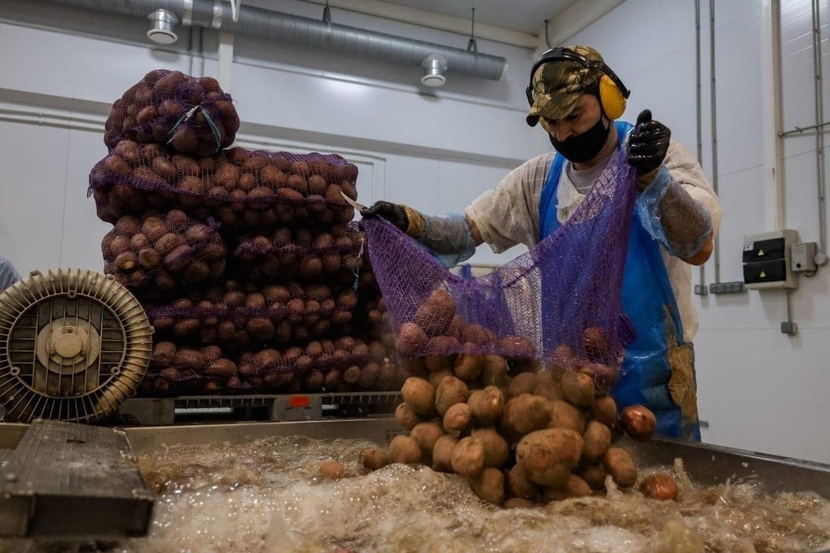 In the Astrakhan region, the level of self-sufficiency in potatoes exceeded 200%