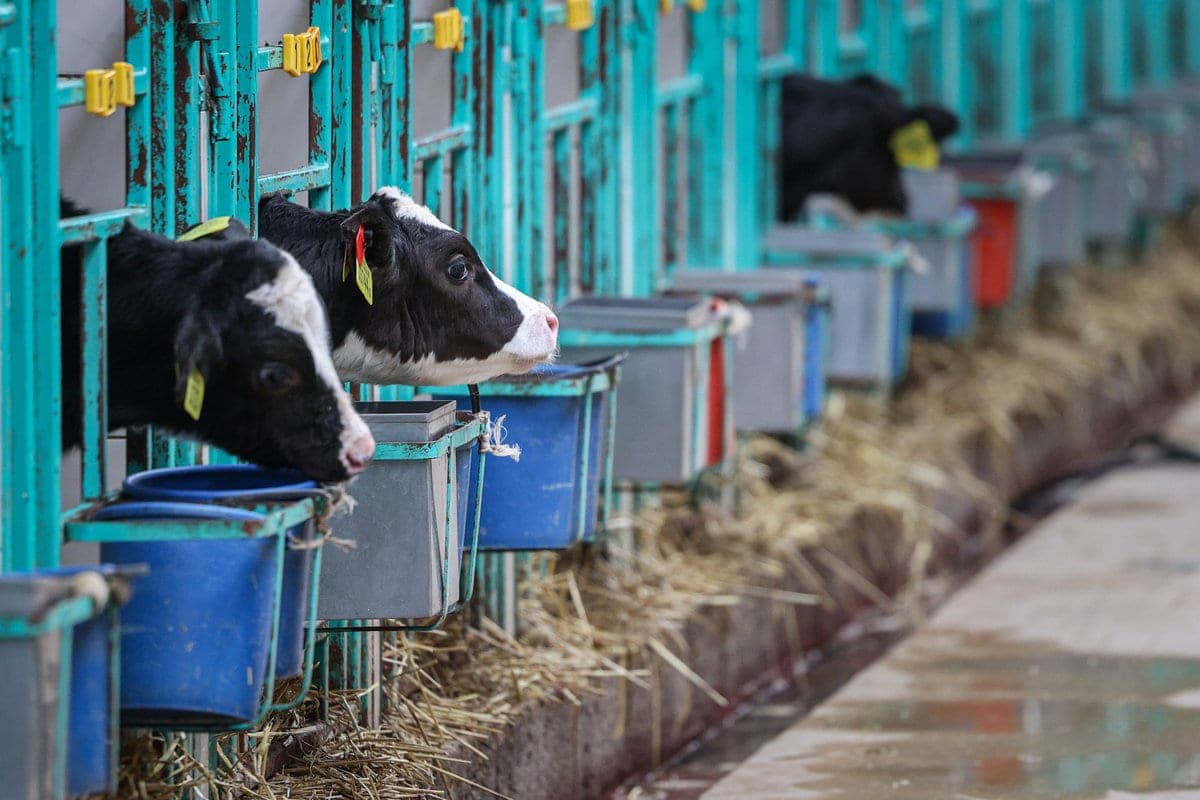 Belarusian farms are completing the transfer of dairy herd to winter-table maintenance: all details matter
