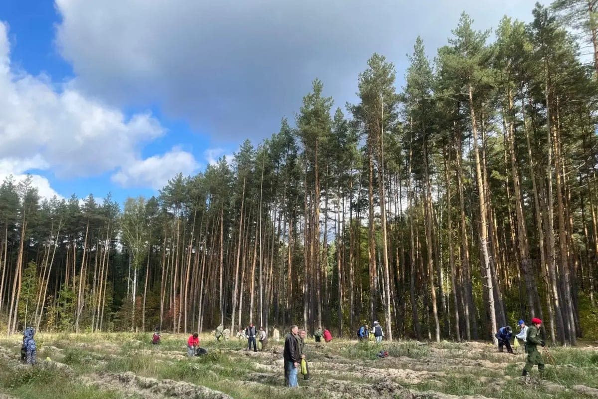 In the Tambov region planted more than 3 thousand pine seedlings in the framework of the action “Preserve the forest”