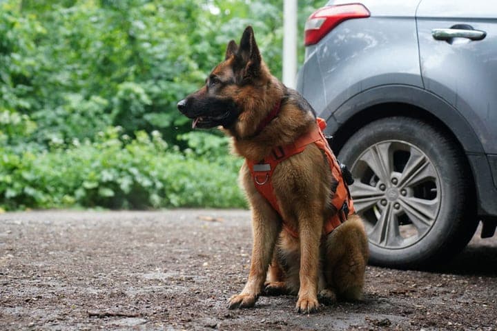 3.6 million rubles for catching dogs in Donskoy: how to spend money and what awaits animals