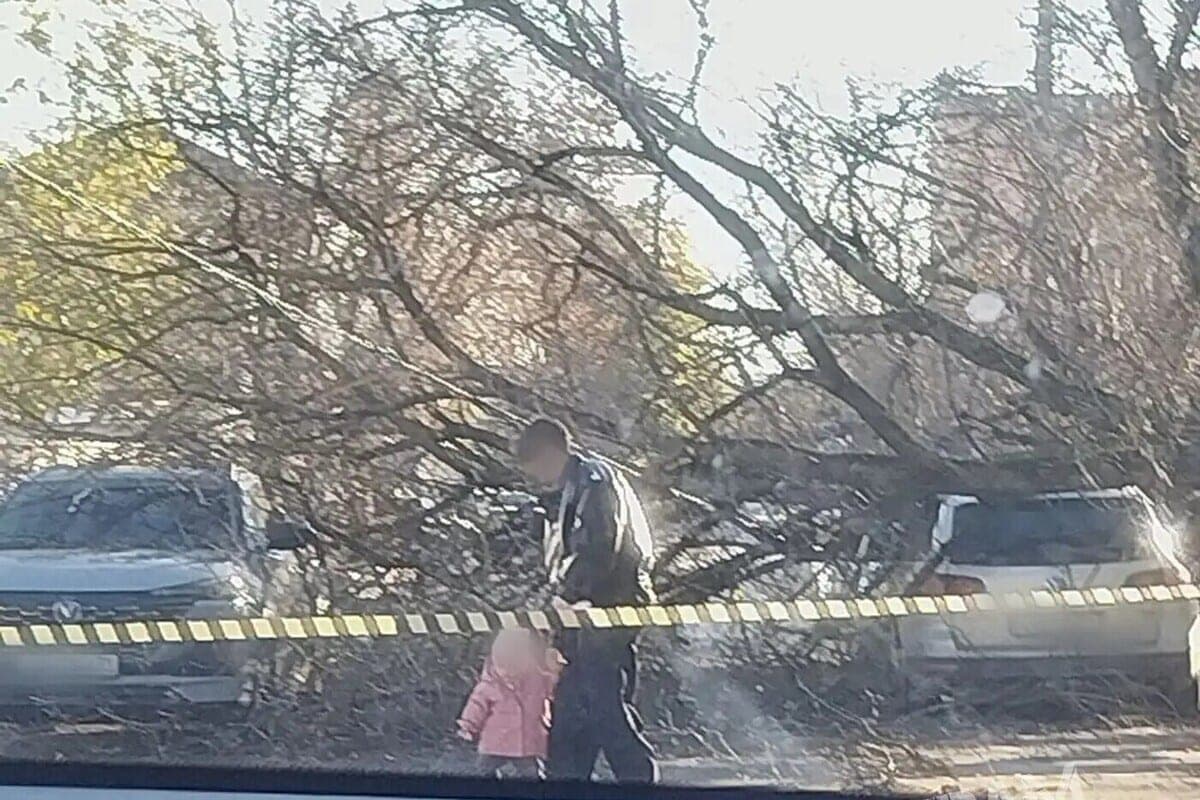 On Gorky Street in Tula, a collapsed tree damaged two foreign cars