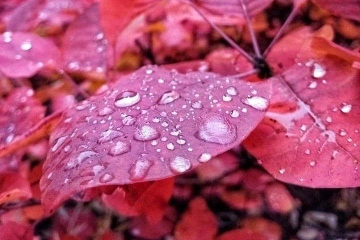On Wednesday in Voronezh promise a short rain