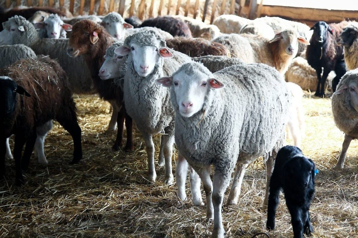 In two settlements of the Volgograd region canceled the quarantine for brucellosis
