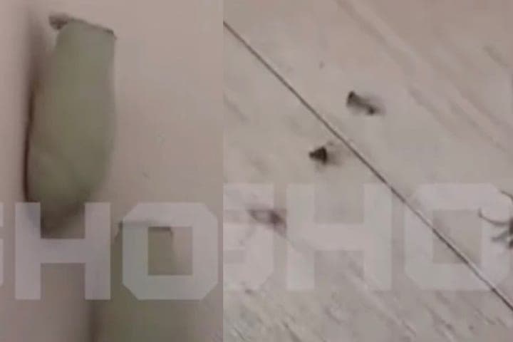 Pelopei wasps made clay nests with spiders in the house of a resident of Sochi