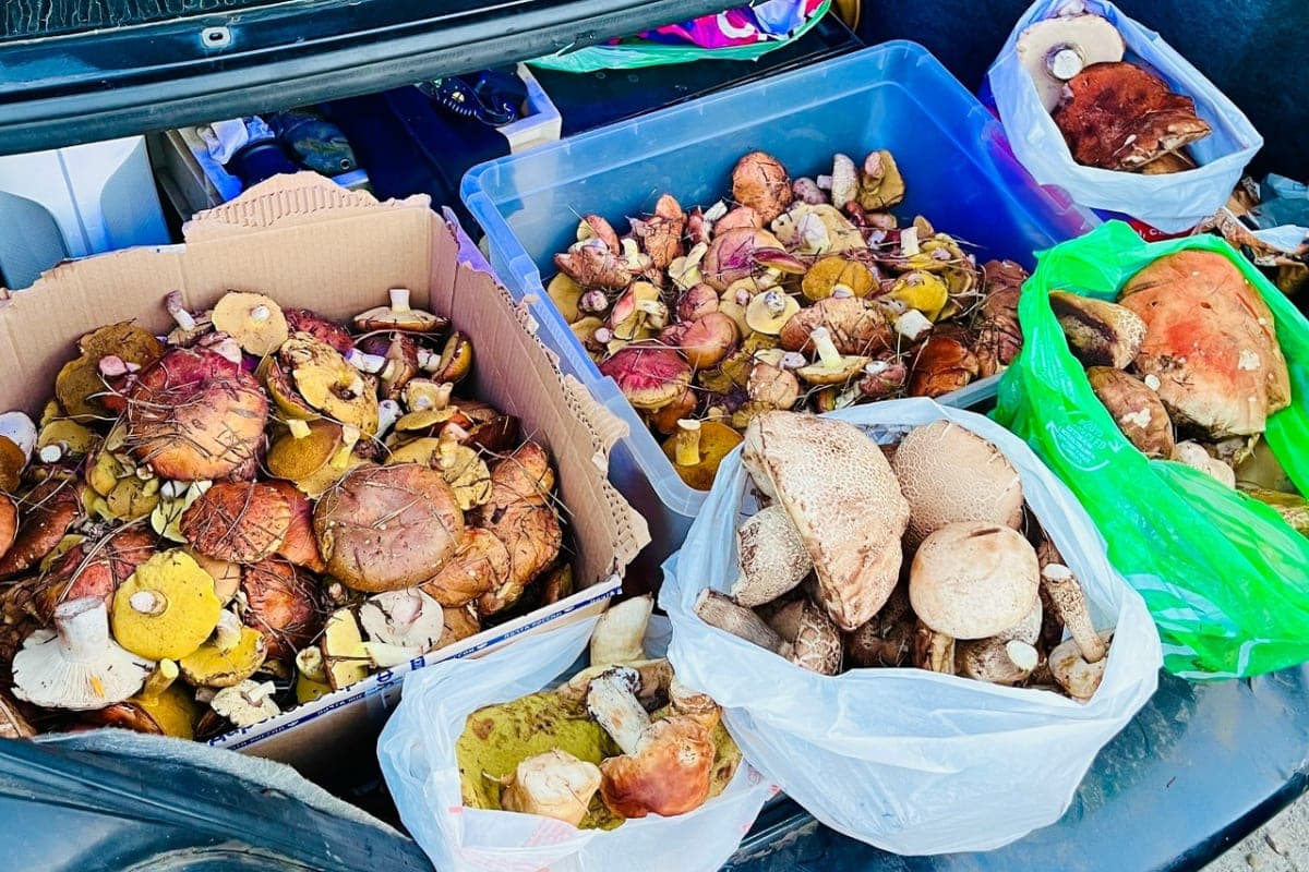 Mushrooms of the Rostov region collected a rich harvest and gave advice to a beginner n