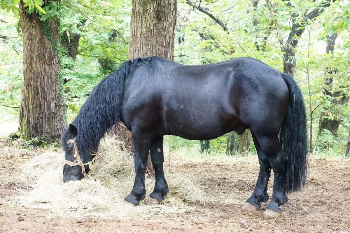 Pony thought he was a cow but learned to be a horse