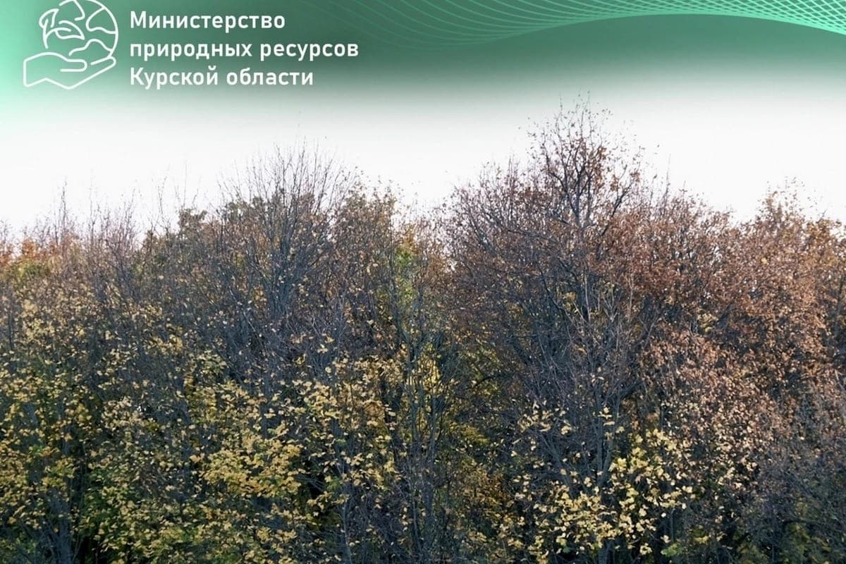 В лесах Курской области завершился пожароопасный сезон