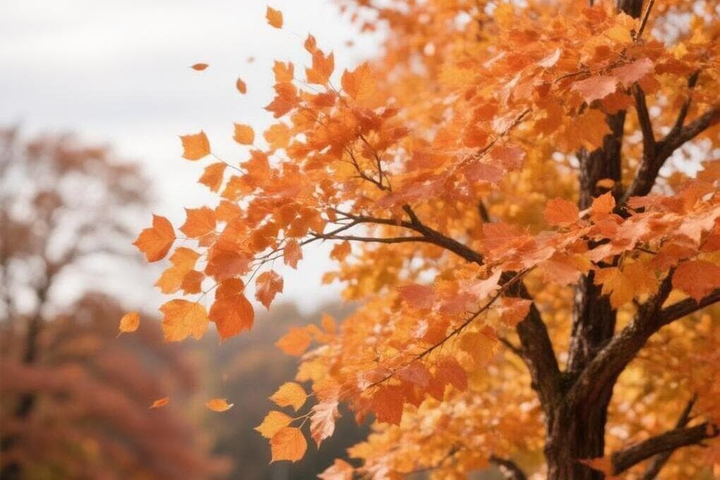 Forecasters have specified the weather forecast in Kursk on Wednesday, October 28