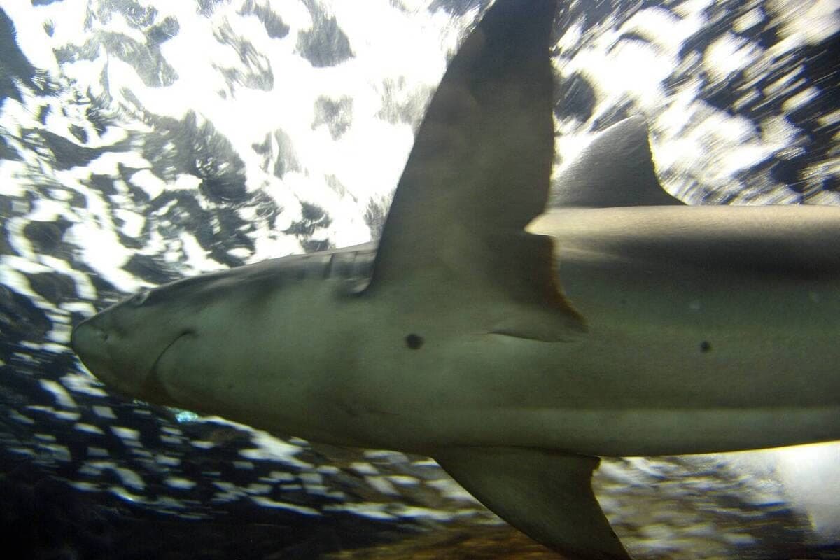 Shark winks at surfer before biting off his leg