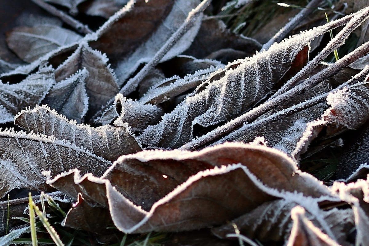 In der Region Woronesch wird erwartet, dass zu Beginn der Woche auf -1 Grad gefriert wird