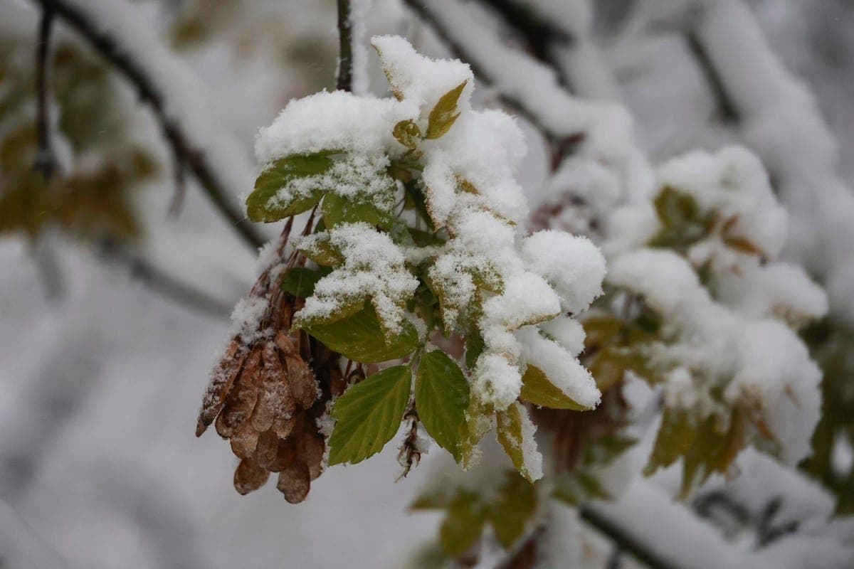 In der russischen Region fiel zum ersten Mal Schnee