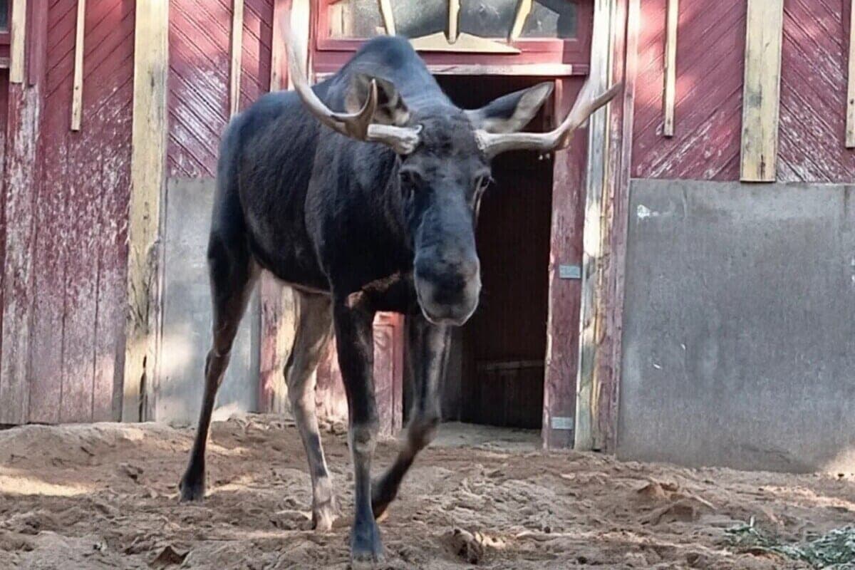 The court of St. Petersburg estimated the life of elk at 80 thousand and recovered them from the culprit of the accident
