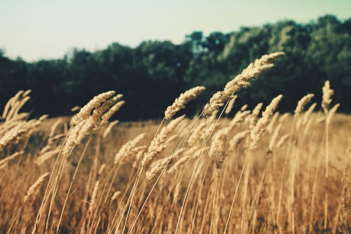 Balitsky congratulated farmers of Zaporozhye region on their professional holiday