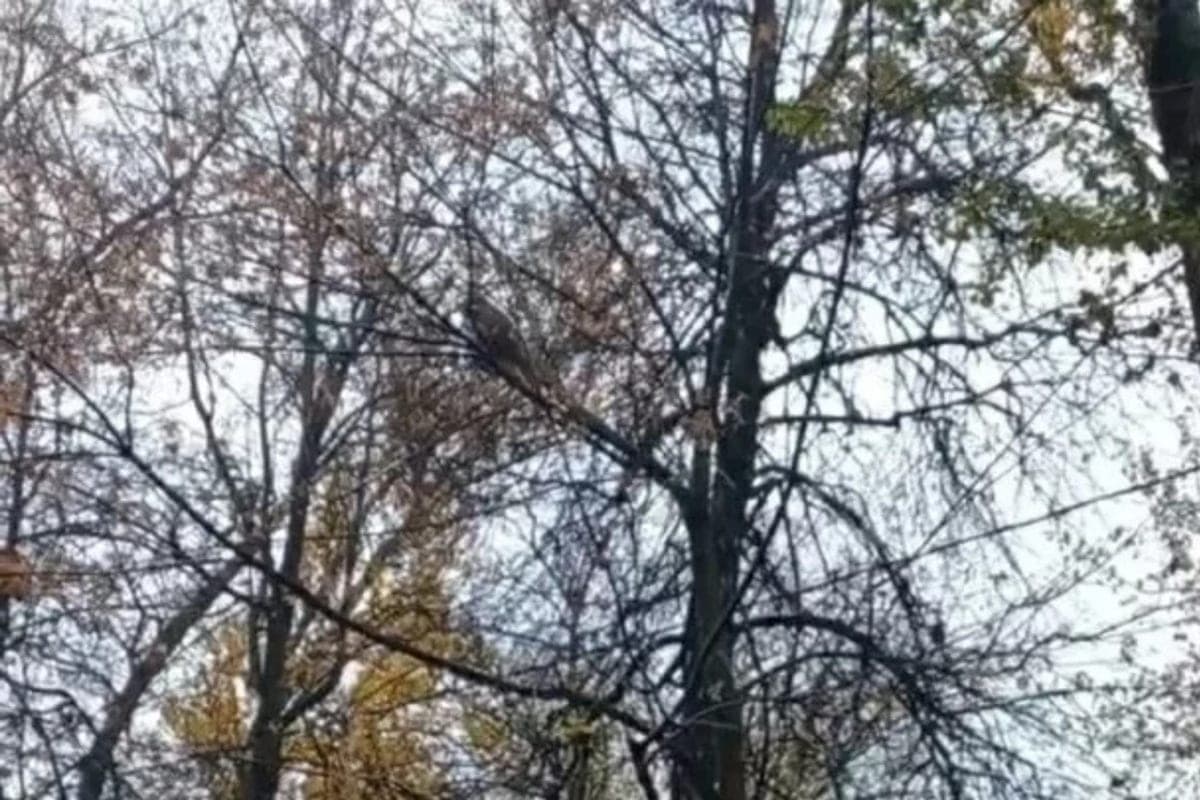 Emergencies Ministry officers caught in Kaluga escaped monkey