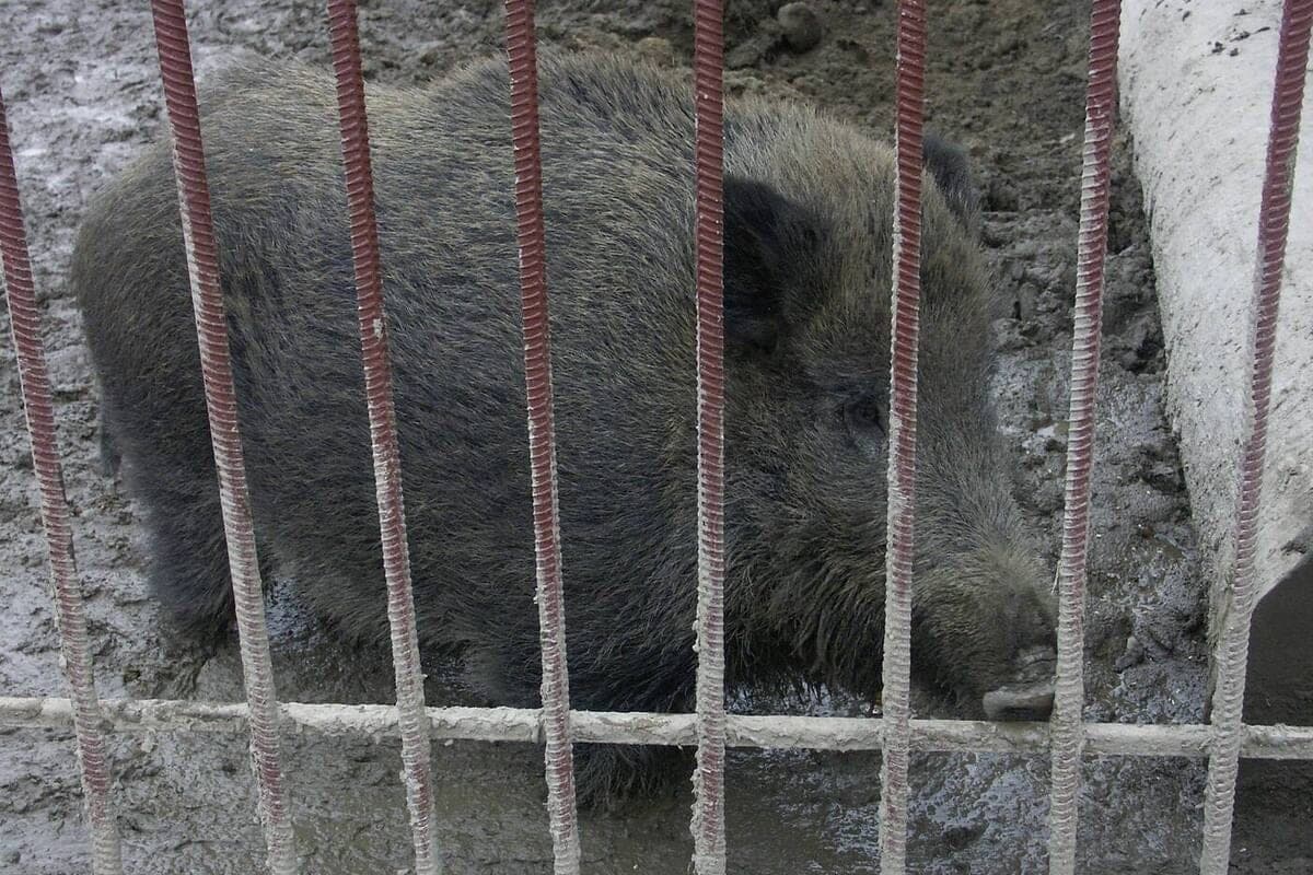 Herd of wild boars noticed near the metro in St. Petersburg