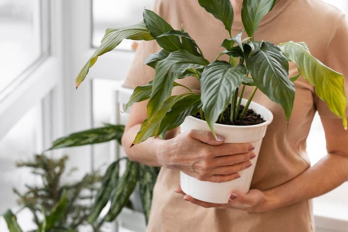 Penza told how to save houseplants from a tick