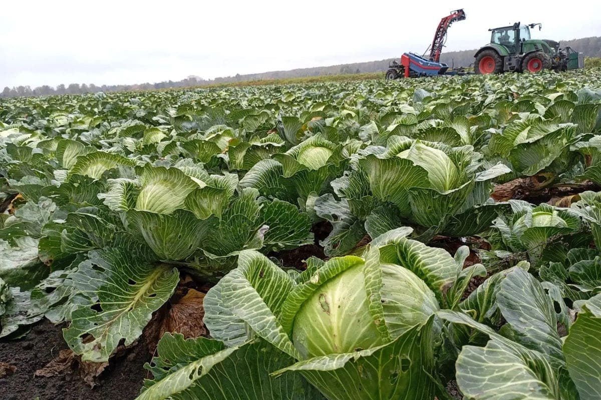 Agrarians of the Leningrad region collected by October 19 37.3 thousand tons of vegetables from the fields