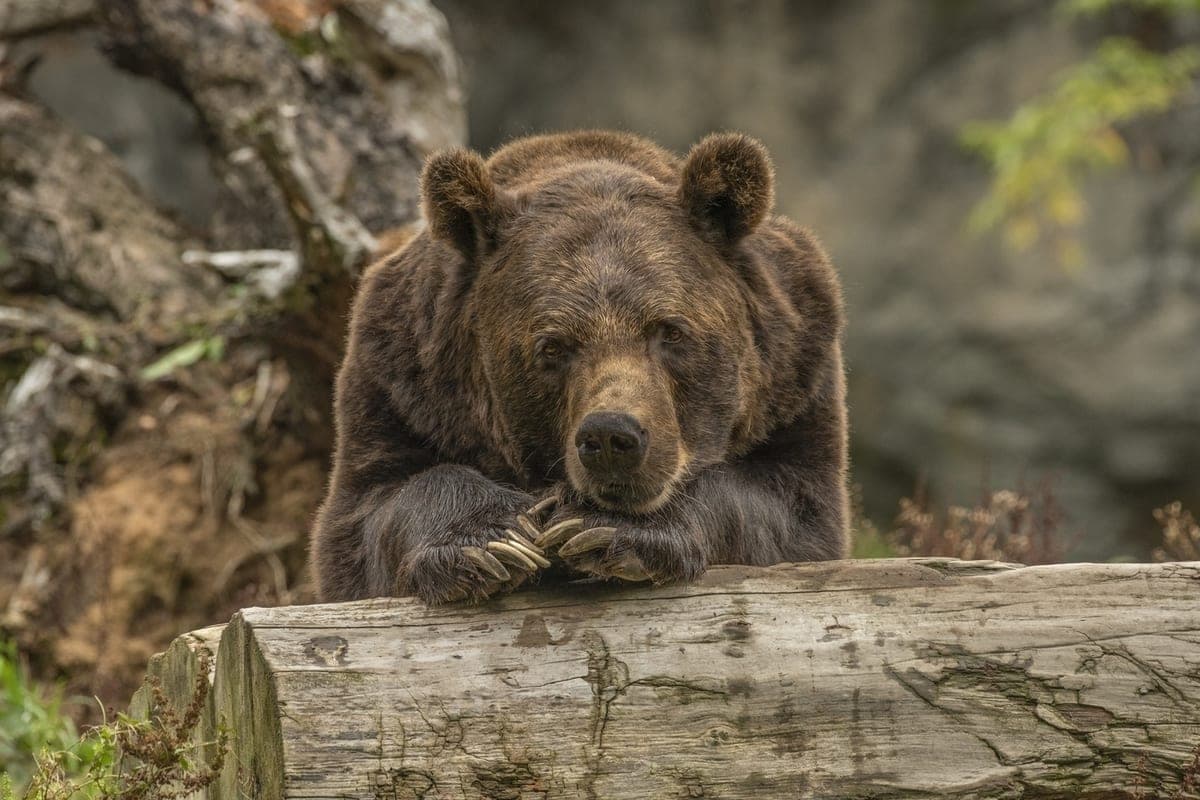 In the Novosibirsk region in another district imposed restrictions because of bears