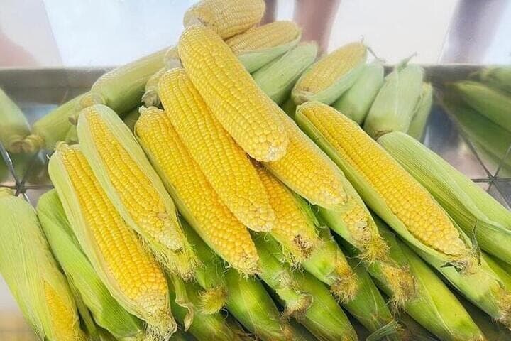 Stavropol Governor: 41.6% of corn area harvested, yield higher than last year