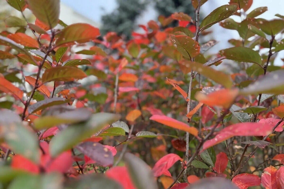 Precipitation and gusty wind are expected in NAO on October 11