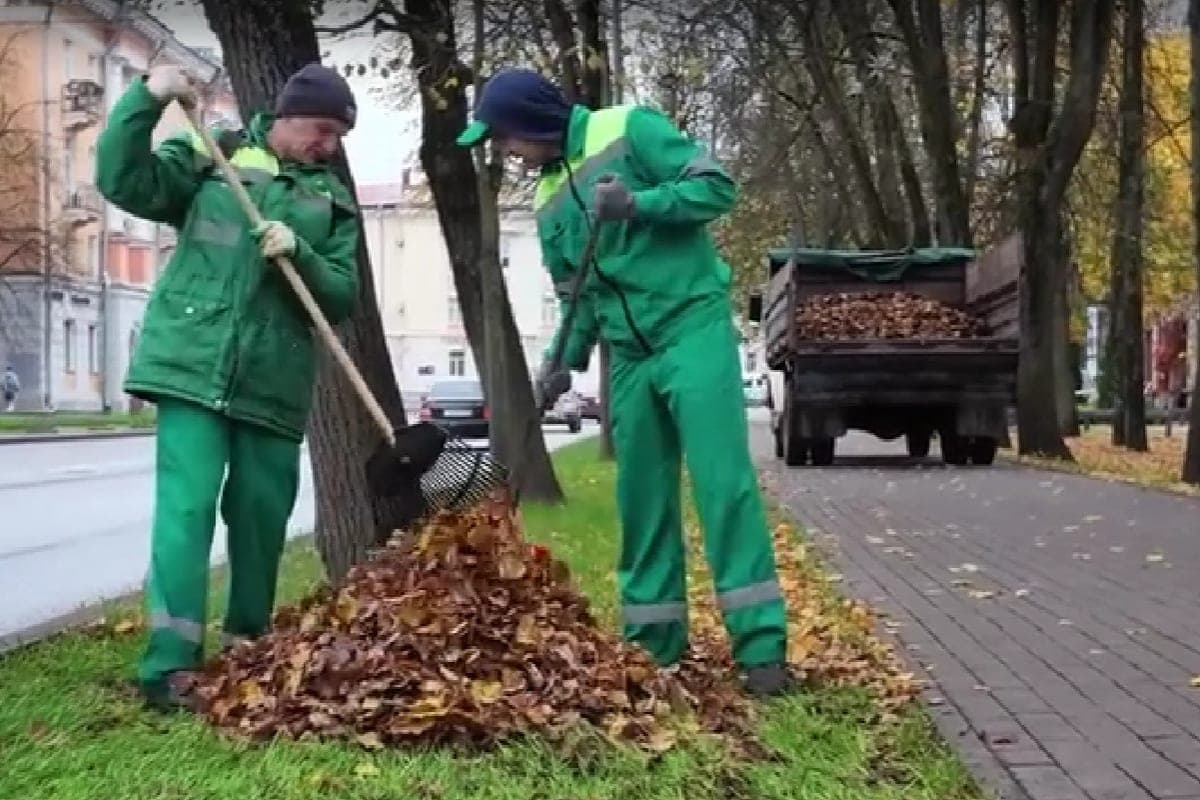 The mayor of Veliky Novgorod proposed to go on Saturday and remove fallen foliage